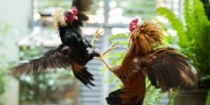 Cách Nuôi Gà Đá Cựa Sắt - Mẹo Hay Giúp Đánh Đâu Thắng Đó